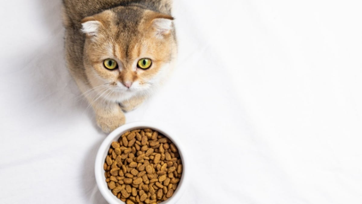 Illustration : "Bien nourrir son chat : pourquoi la qualité de ses croquettes est-elle si importante ?"