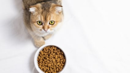 Illustration : Bien nourrir son chat : pourquoi la qualité de ses croquettes est-elle si importante ?