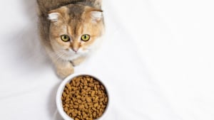 Illustration : "Bien nourrir son chat : pourquoi la qualité de ses croquettes est-elle si importante ?"