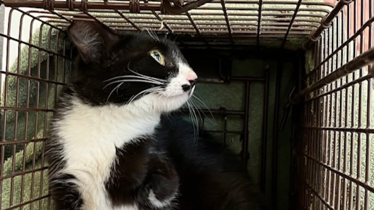 Illustration : "Disparue pendant 1 an et grièvement blessée, cette chatte réapparaît au moment où plus personne ne l’attendait"