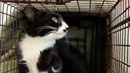 Illustration : Disparue pendant 1 an et grièvement blessée, cette chatte réapparaît au moment où plus personne ne l’attendait