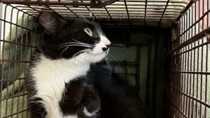 Illustration : Disparue pendant 1 an et grièvement blessée, cette chatte réapparaît au moment où plus personne ne l’attendait