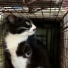 Illustration : Disparue pendant 1 an et grièvement blessée, cette chatte réapparaît au moment où plus personne ne l’attendait