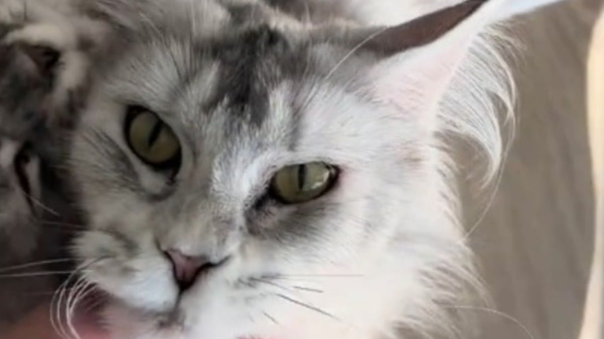 Illustration : "Quelques heures avant la naissance de ses chatons, cette femelle Maine Coon ne voulait qu’une chose, du réconfort dans les bras de sa maîtresse (vidéo)"