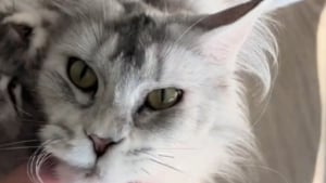Illustration : "Quelques heures avant la naissance de ses chatons, cette femelle Maine Coon ne voulait qu’une chose, du réconfort dans les bras de sa maîtresse (vidéo)"