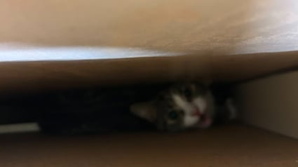 Illustration : Disparue depuis 3 semaines, une chatte recherchée était en réalité coincée entre un mur et un meuble 