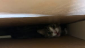 Illustration : Disparue depuis 3 semaines, une chatte recherchée était en réalité coincée entre un mur et un meuble 