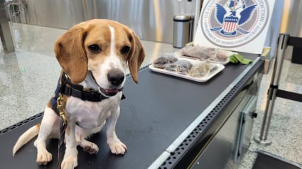 Illustration : Grenouilles mortes, concombres de mer, le flair d’un chien policier déjoue un trafic improbable lors d'un contrôle à l'aéroport