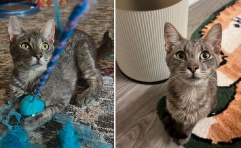 « Il a rapidement conquis notre cœur », un chat sourd en détresse interrompt la promenade d’un couple et de leurs félins pour changer de vie (vidéo)