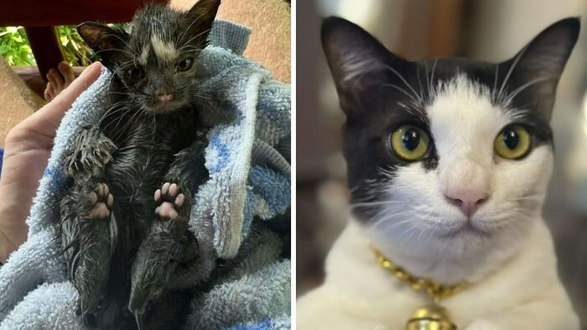 Illustration : "17 photos montrant que tous les chats méritent d’être aimés"