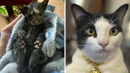 Illustration : 17 photos montrant que tous les chats méritent d’être aimés