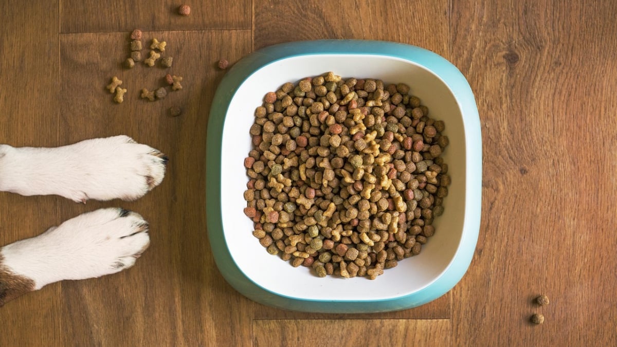 Illustration : "8 raisons qui peuvent expliquer la perte d'appétit de votre chien"