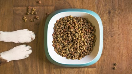 Illustration : 8 raisons qui peuvent expliquer la perte d'appétit de votre chien