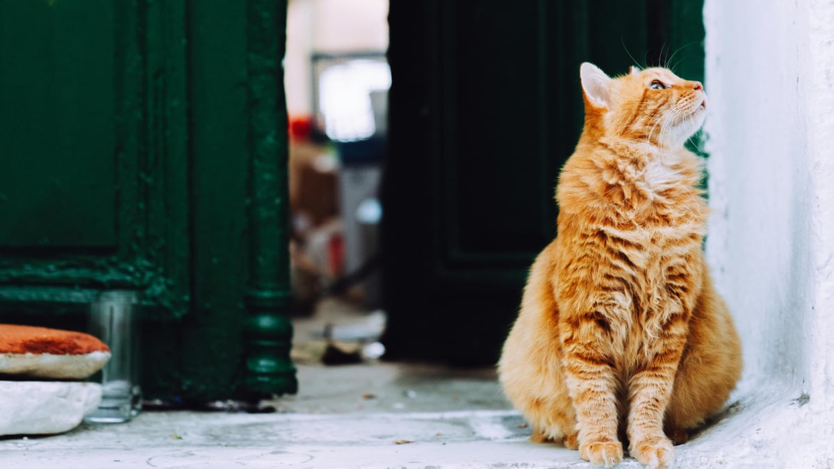Illustration : "10 indices prouvant que les portes fermées sont de véritables défis pour les chats "