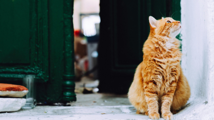 Illustration : 10 indices prouvant que les portes fermées sont de véritables défis pour les chats 