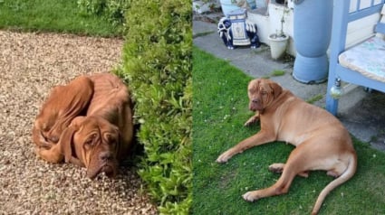 Illustration : Plus d’un an après sa découverte choquante, cette chienne autrefois squelettique est désormais méconnaissable