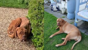 Illustration : "Plus d’un an après sa découverte choquante, cette chienne autrefois squelettique est désormais méconnaissable"