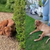 Illustration : Plus d’un an après sa découverte choquante, cette chienne autrefois squelettique est désormais méconnaissable