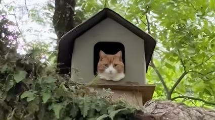 Illustration : Ce chat qui a sa propre maison dans un arbre équipée d'un escalier fait des jaloux (vidéo)