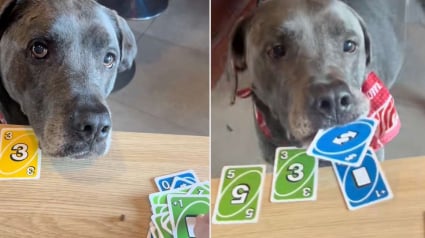 Illustration : "J’ai commencé avec seulement 2 couleurs", cette maîtresse a appris à ses chiens à jouer au Uno et ce sont de vrais pros (vidéo)