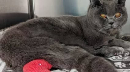Illustration : Avec 5 fractures et le corps meurtri, ce chat maltraité reprend peu à peu goût à la vie dans un nouveau foyer