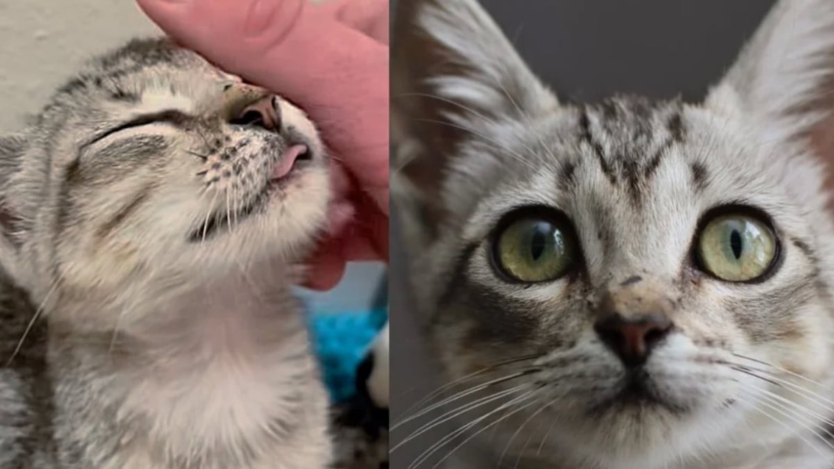 Illustration : "Trouvée dans un garage inondé, cette jeune chatte apprend peu à peu à faire confiance et à aimer à nouveau"