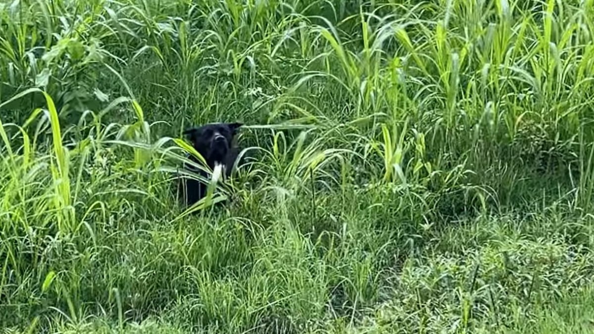 Illustration : "Un refuge bondé d’appels après que des témoins ont aperçu un chien paniqué au bord d’une route"