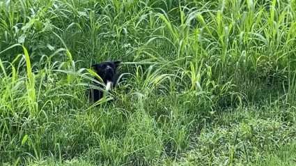 Illustration : Un refuge bondé d’appels après que des témoins ont aperçu un chien paniqué au bord d’une route
