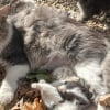 Illustration : En se rendant simplement à la boulangerie, une jeune femme découvre une mère et ses 3 chatons abandonnés devant l’établissement