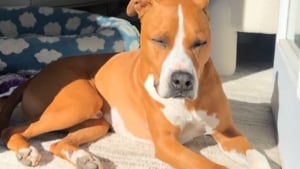 Illustration : "Plutôt que de se laisser gagner par la tristesse, la propriétaire d’un chien atteint d’un cancer a une idée brillante et dresse une liste remplie d'amour"