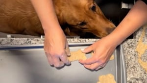 Illustration : À l’approche de Thanksgiving, ce gentil Golden Retriever décide d’aider sa mamie a confectionné ses gâteaux préférés (vidéo)