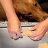 Illustration : À l’approche de Thanksgiving, ce gentil Golden Retriever décide d’aider sa mamie a confectionné ses gâteaux préférés (vidéo)
