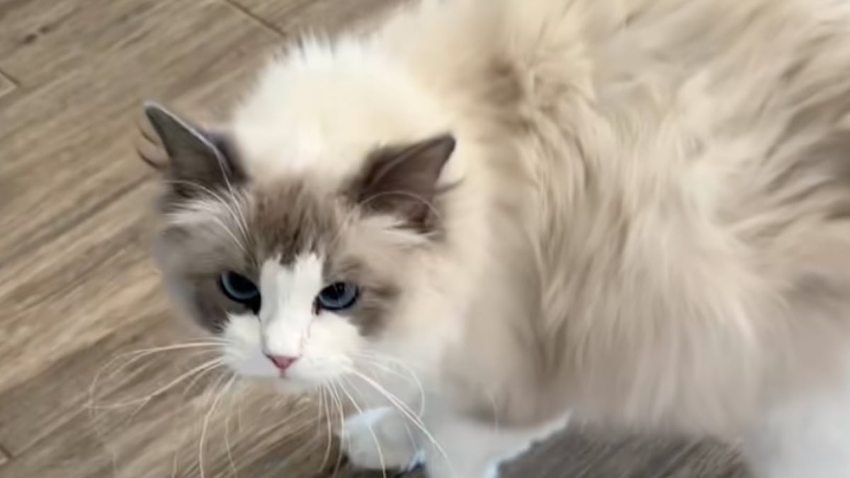 Illustration : "Prête à accoucher, cette chatte supplie sa maîtresse de rester avec elle pour la soutenir (vidéo)"