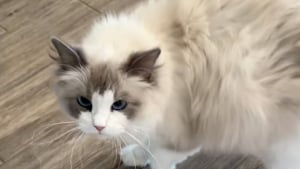 Illustration : "Prête à accoucher, cette chatte supplie sa maîtresse de rester avec elle pour la soutenir (vidéo)"