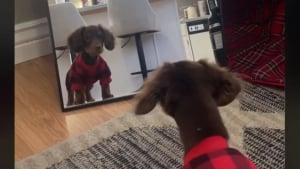 Illustration : En découvrant son reflet dans le miroir, cet adorable bébé Teckel avance puis recule sous l'effet de la surprise (vidéo)