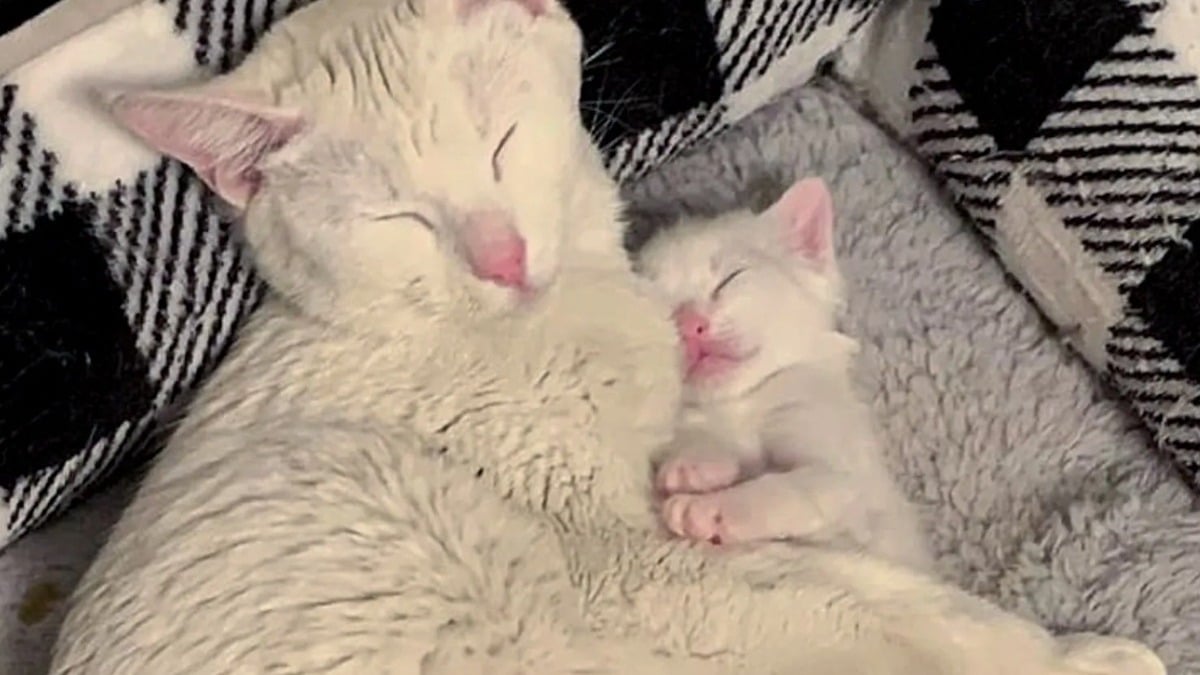 Illustration : "Abandonnée au refuge en très mauvaise santé et avec son bébé, cette jolie chatte découvre enfin le bonheur d’être aimée et protégée"