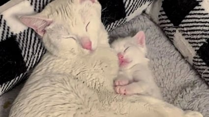 Illustration : Abandonnée au refuge en très mauvaise santé et avec son bébé, cette jolie chatte découvre enfin le bonheur d’être aimée et protégée