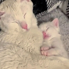 Illustration : Abandonnée au refuge en très mauvaise santé et avec son bébé, cette jolie chatte découvre enfin le bonheur d’être aimée et protégée