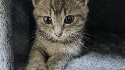 Illustration : Une femme sauve un chaton perdu dans la circulation de l’autoroute et le prend en charge, soutenue par une jeune maman féline