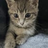 Illustration : Une femme sauve un chaton perdu dans la circulation de l’autoroute et le prend en charge, soutenue par une jeune maman féline