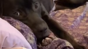 Illustration : "Ce chien de refuge ne lâche pas sa propriétaire d’accueil du regard et admire chacun de ses faits et gestes (vidéo) "