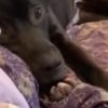 Illustration : Ce chien de refuge ne lâche pas sa propriétaire d’accueil du regard et admire chacun de ses faits et gestes (vidéo) 