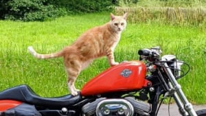 Illustration : "Pendant 8 ans, ce chat recherché par ses propriétaires menait la belle vie "