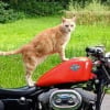 Illustration : Pendant 8 ans, ce chat recherché par ses propriétaires menait la belle vie 