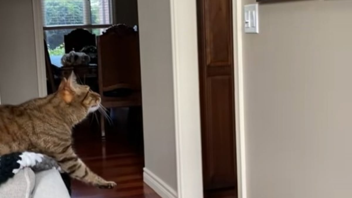 Illustration : "La réaction touchante de ce chat face au portrait de son ami canin décédé montre à quel point les animaux sont sensibles (vidéo) "