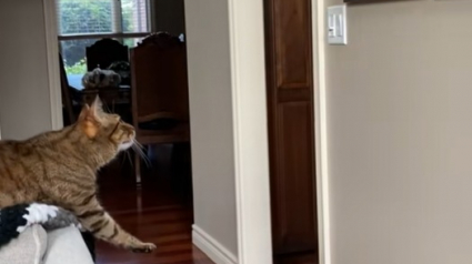 Illustration : La réaction touchante de ce chat face au portrait de son ami canin décédé montre à quel point les animaux sont sensibles (vidéo) 