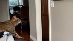 Illustration : "La réaction touchante de ce chat face au portrait de son ami canin décédé montre à quel point les animaux sont sensibles (vidéo) "