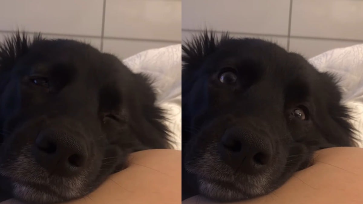 Illustration : "Une femme enceinte parvient à capturer la réaction hilarante de son chien qui sent un coup de pied du bébé dans son ventre (vidéo) "
