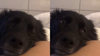 Illustration : Une femme enceinte parvient à capturer la réaction hilarante de son chien qui sent un coup de pied du bébé dans son ventre (vidéo) 