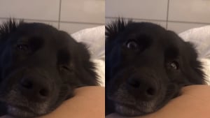 Illustration : "Une femme enceinte parvient à capturer la réaction hilarante de son chien qui sent un coup de pied du bébé dans son ventre (vidéo) "